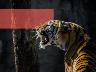 Brølende tiger